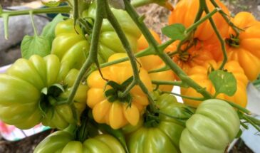 «Золотые торбочки» взорвали урожай: кисти — как золотые гирлянды, плоды по 270 г, сладкие — хоть ложкой ешь! Главное — не забыть подвязать…