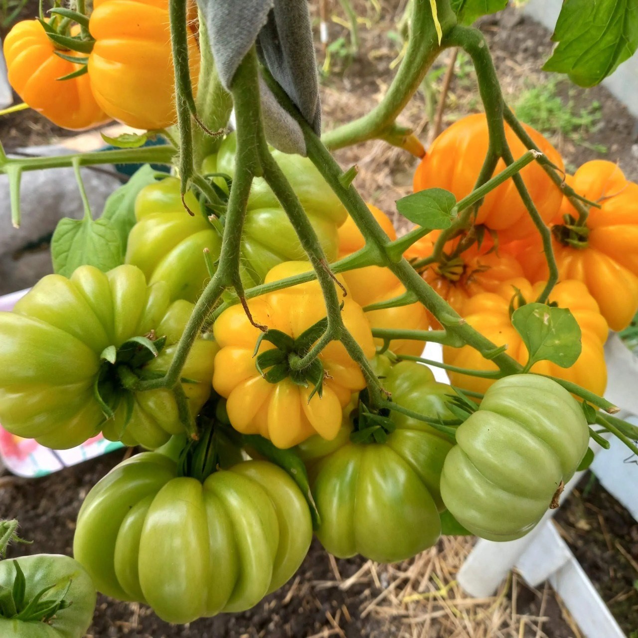 «Золотые торбочки» взорвали урожай: кисти — как золотые гирлянды, плоды по 270 г, сладкие — хоть ложкой ешь! Главное — не забыть подвязать…