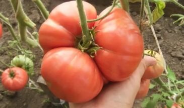 Как понять, чего не хватает томатам: 3 главных сигнала — и что делать, чтобы спасти урожай