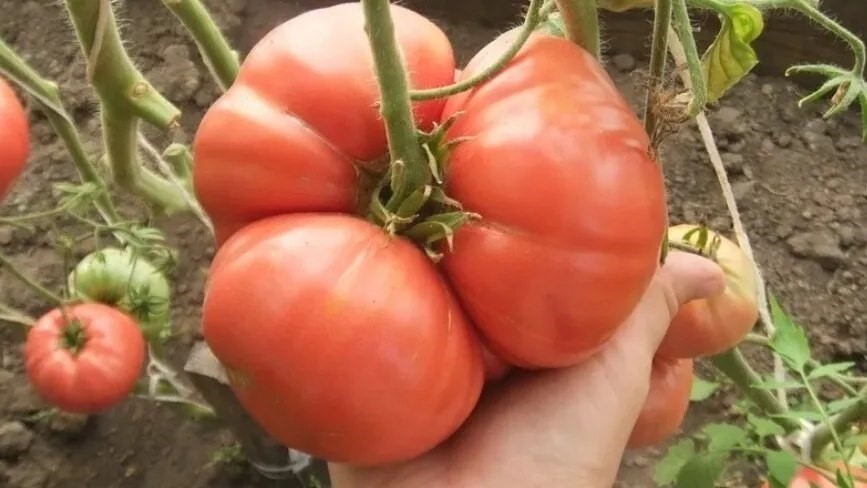 Как понять, чего не хватает томатам: 3 главных сигнала — и что делать, чтобы спасти урожай