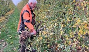 Кто их остановит? В Германии под топор угодили сказочный лес братьев Гримм и 22 гектара яблонь ради солнечных панелей