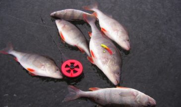 Окунь сходит с ума от трёх капель из аптечки: простой секрет, который работает даже в глухозимье