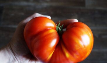 Самые мясистые томаты для теплицы: какие сорта дают «помидорный стейк», а не водянистую кашу