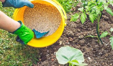 5 удобрений, которые спасут ваш сад даже при нулевом опыте: агроном назвал главные
