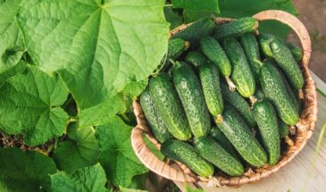 Ваша грядка плачет: 5 шпаргалок, после которых огурцы будут расти быстрее сорняков