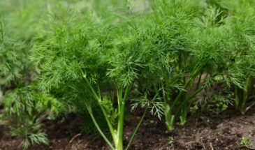 Укроп за 2 недели: как вырастить густую зелень, пока соседи ждут всходов