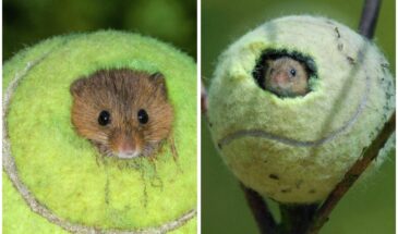 Не выбрасывайте старые теннисные мячи — они становятся домами для крошечных зверьков