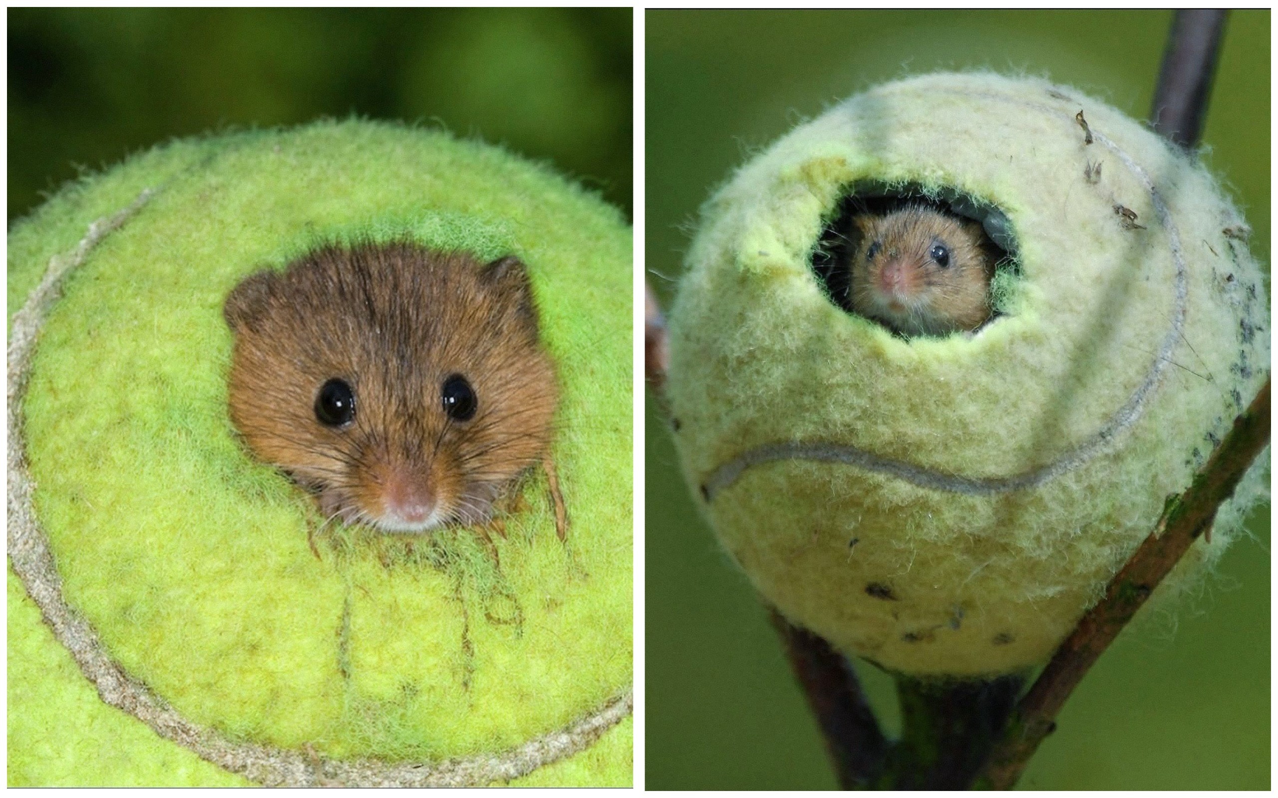 Не выбрасывайте старые теннисные мячи — они становятся домами для крошечных зверьков