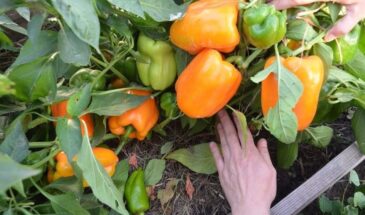 Перец в открытом грунте — мои 5 секретов большого урожая: что делают опытные огородники, но редко рассказывают