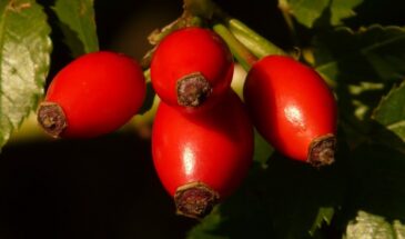 Морщины сглаживаются, кожа осветляется: как природное средство возвращает фарфоровое сияние — без инъекций и пилингов