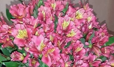 Шесть цветов, которые не увянут за три дня: букет, который радует неделю — и даже дольше