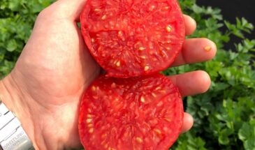 Эти томаты вымахают до потолка и дадут урожай до самых заморозков: три сорта на 2026 год, о которых уже шепчутся дачники