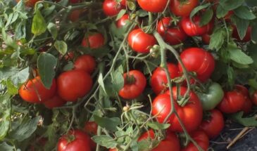 Забудьте про подвязку и пасынкование: этот томат растёт как сорняк и даёт урожай даже когда вы в отъезде