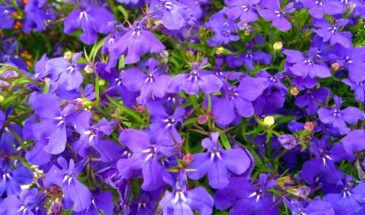 Лобелия без хлопот: как из крошечных семян вырастить цветочную подушку за один сезон