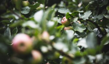 Забудьте про опылители: эти пять яблонь плодоносят в одиночестве и не подводят