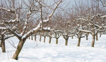 Садоводы молчат, но деревья кричат: что нельзя резать зимой, даже если очень хочется