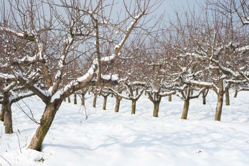 Садоводы молчат, но деревья кричат: что нельзя резать зимой, даже если очень хочется