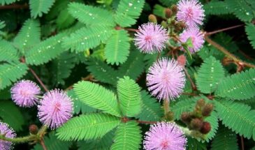 Мимоза стыдливая: Как вырастить дома растение, которое стесняется прикосновений — и почему оно закрывает листья