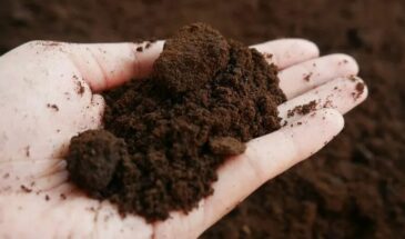 Кофейный жмых в саду: 3 случая, когда он действительно работает — и 5, когда лучше оставить его в мусорке