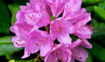 Лью под чахлую азалию и герань — через неделю появляются бутоны: простая подкормка из трёх компонентов