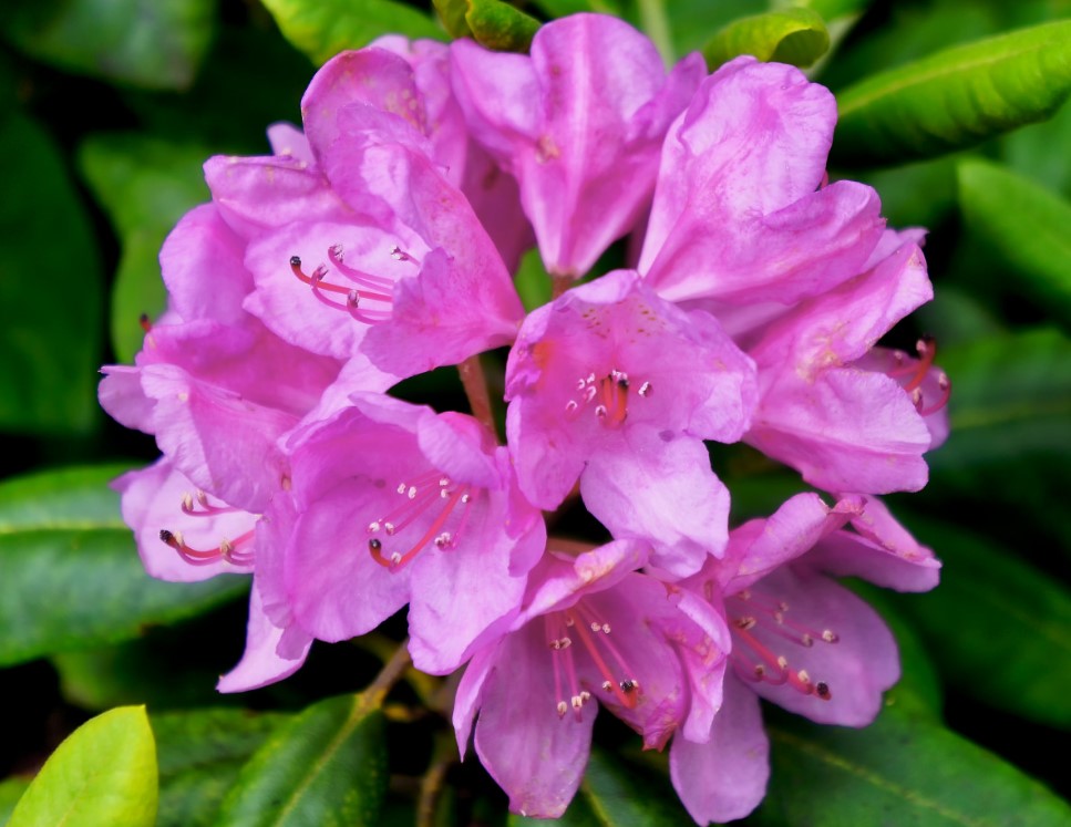 Лью под чахлую азалию и герань — через неделю появляются бутоны: простая подкормка из трёх компонентов