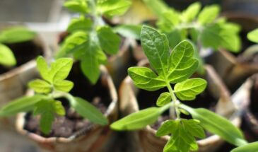 Посеете в феврале — соберёте мешки: 7 культур, которые нужно посадить прямо сейчас, пока соседи спят