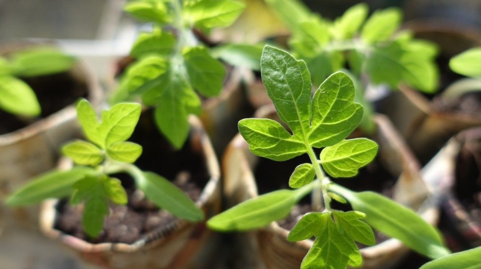 Посеете в феврале — соберёте мешки: 7 культур, которые нужно посадить прямо сейчас, пока соседи спят