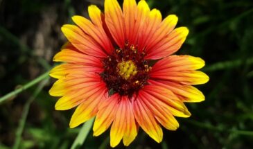 Гайлардия — яркий огонёк до самых заморозков: как вырастить «пламенную ромашку» без хлопот