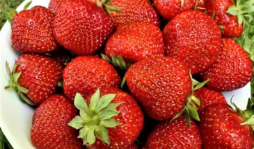 Секрет рекордного урожая земляники: почему один «суперсорт» — пустая трата денег