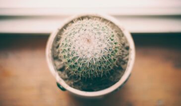 Ваш кактус сморщился как изюм: 3 причины и как вернуть ему сочность за неделю