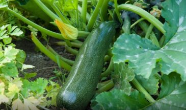 Эти овощи сеют каждый год, а осенью выбрасывают ведрами: 10 культур, от которых дачники тихо отказываются