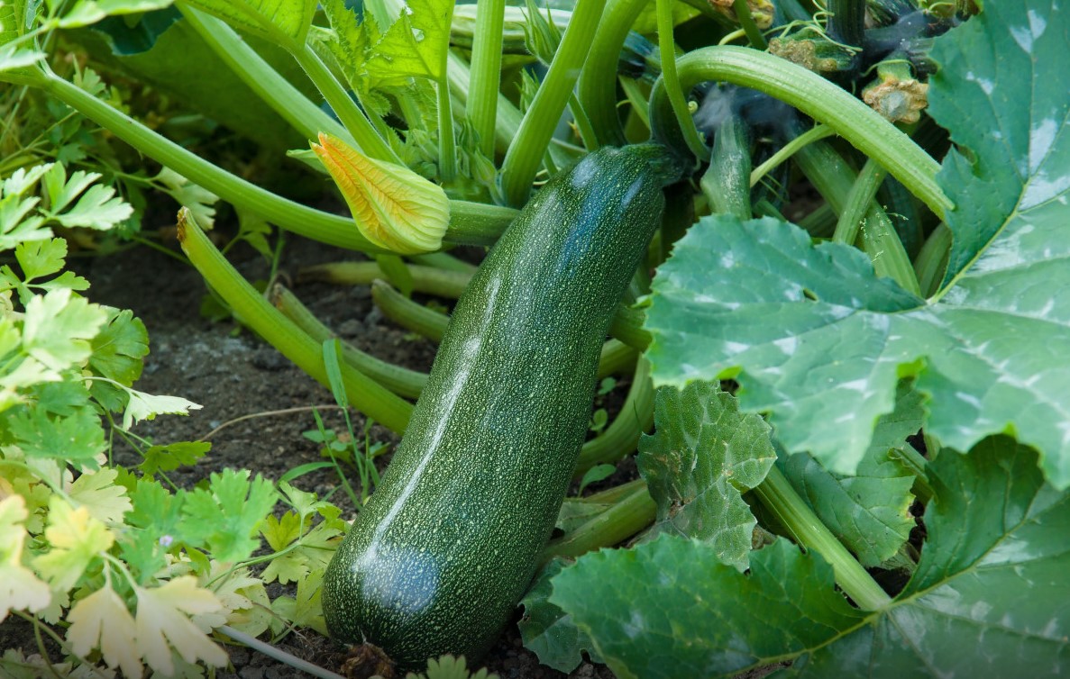Эти овощи сеют каждый год, а осенью выбрасывают ведрами: 10 культур, от которых дачники тихо отказываются