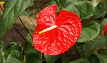 Цветок, который не прощает ошибок. Почему антуриум умирает у одних и цветёт круглый год у других