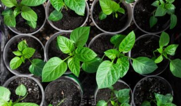 Рассада взошла клочьями. Три ошибки, которые вы совершаете каждую весну