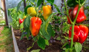 Перец без гнили и с тройным урожаем: дачники скрывают этот порошок в сарае