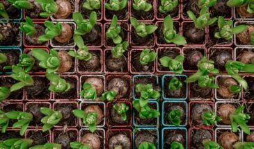 Полтаблетки в воде — и рассада растёт коренастой. Подсветку можно убрать в шкаф