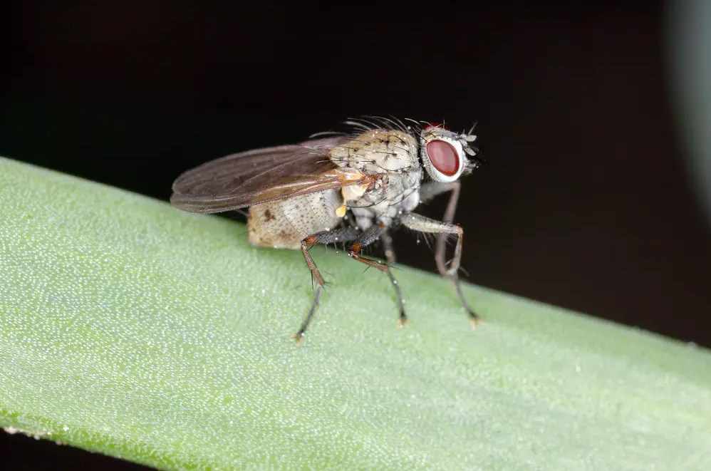Исчезнут мухи — исчезнем мы: биологи раскрыли правду о насекомых, которых вы ненавидите