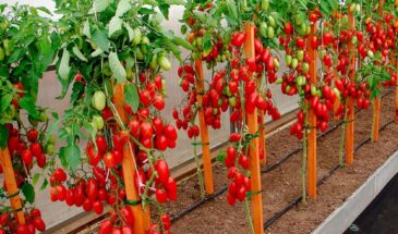 Ваше лето слишком короткое для помидоров? Эти 10 сортов соберут урожай раньше фитофторы