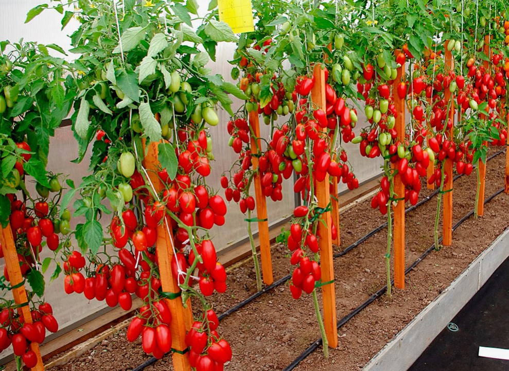 Ваше лето слишком короткое для помидоров? Эти 10 сортов соберут урожай раньше фитофторы