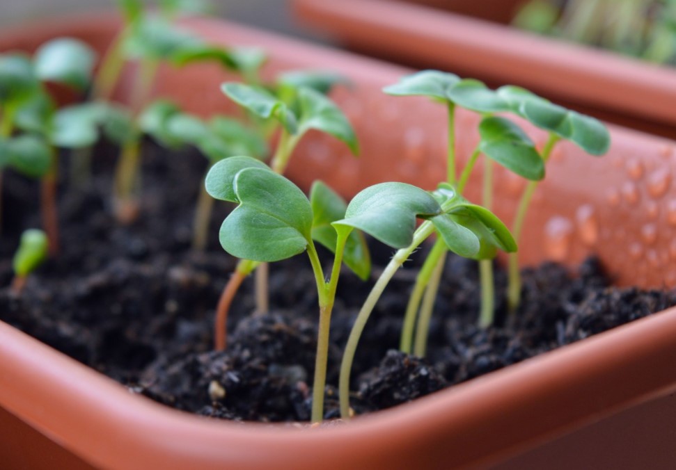 Фольга на подоконнике творит чудеса. Как вырастить крепкую рассаду без фитоламп и обогревателей
