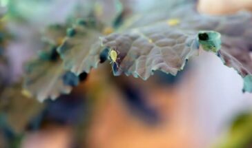 Тля атакует ваши розы и перцы. Четыре средства из кухонного шкафа, которые сработают лучше химии