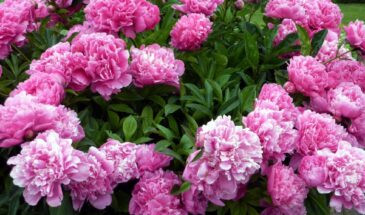 Пионы не зацветут от одного полива. Что сделать в марте, чтобы куст взорвался бутонами