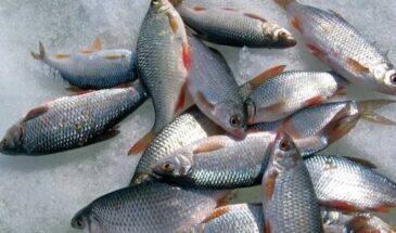 Плотва не уходит. Пять секретов зимней ловли, которые знают только опытные рыбаки