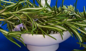 Как эта ветка на тумбочке за три ночи изменит ваш сон и избавит от комаров