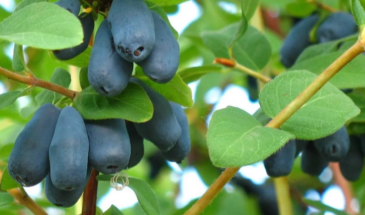 Эти три сорта жимолости сладкие, как десерт, а урожай лежит горой даже без особых усилий