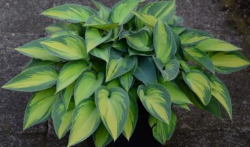 Хоста на подоконнике: почему это не безумие и как не убить растение к концу зимы