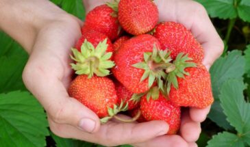 Ваша клубника мельчает? Одна подкормка после цветения превратит ягоды в гигантов