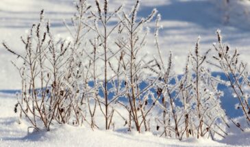 Что нельзя делать 21 января в день Емельянов Перезимников и Василис Зимних: древние приметы, которые до сих пор работают!