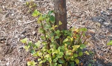 Поросль у яблони — тревожный звонок! Что делать, чтобы дерево не погибло