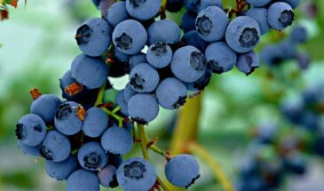 Голубика не даёт ягод? Вот почему — и как исправить за 1 сезон! Советы, которые спасут урожай